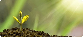 The Secret Life of Trees