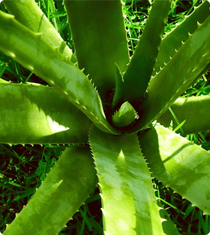 Aloe Vera