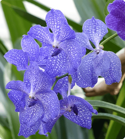 Blue Vanda Orchid