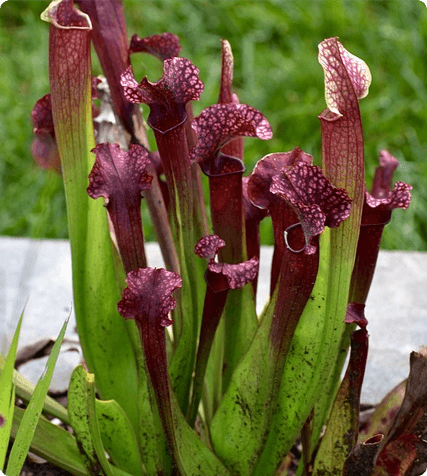 Pitcher Plant