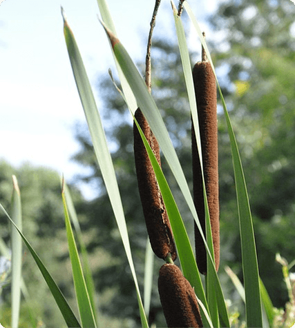 Acorus calamus