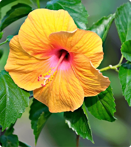 Hibiscus