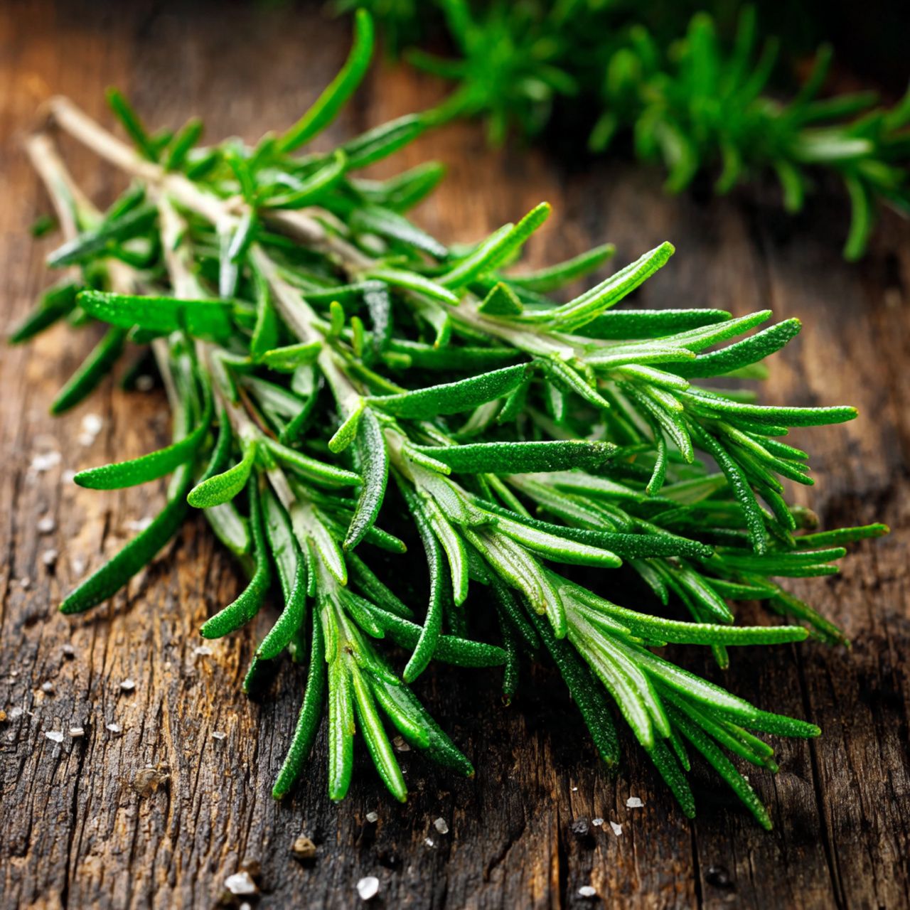 The Aromatic Herb: Rosemary