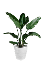 Snake Plant