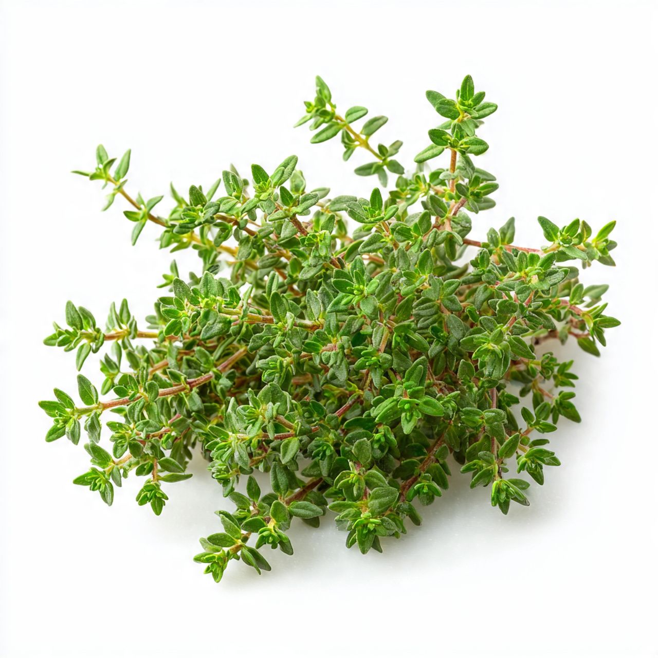 The Versatile Healer: Thyme