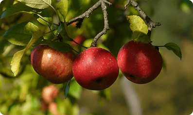 The Truth About Organic Fruits