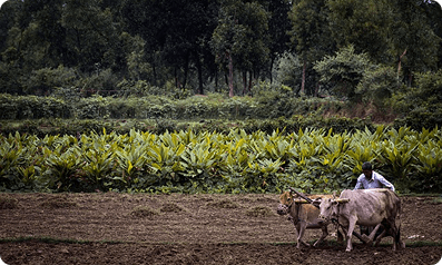 Soil to Society: The Farming Story