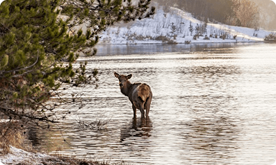 Whispers of the Wild